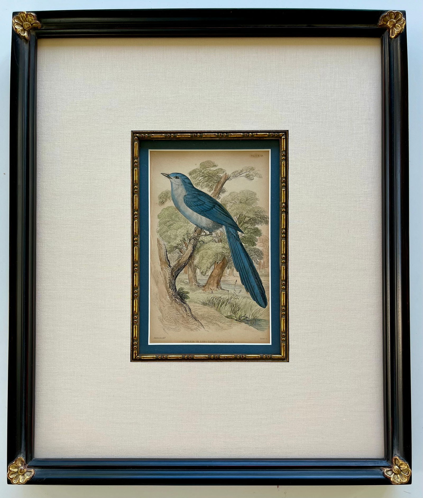 Original Antique Engraving Cerulean Or Long Tailed Flycatcher (1 of 4)