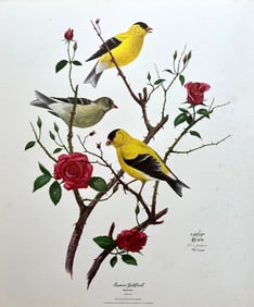 VINTAGE RON JENKINS SIGNED PRINT "EASTERN GOLDFINCH"