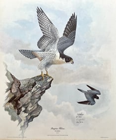 VINTAGE RON JENKINS SIGNED PRINT "PEREGRINE FALCONS"