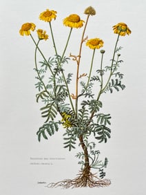 VINTAGE BOTANICAL PRINT