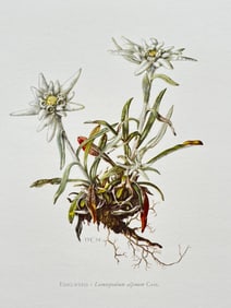 VINTAGE BOTANICAL PRINT