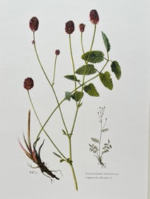 VINTAGE BOTANICAL PRINT