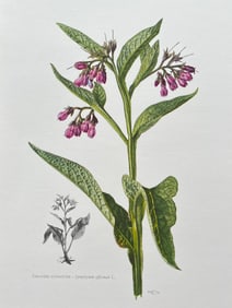 VINTAGE BOTANICAL PRINT