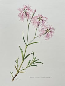 VINTAGE BOTANICAL PRINT