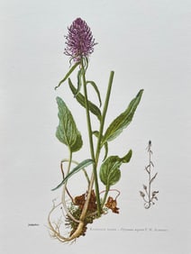 VINTAGE BOTANICAL PRINT