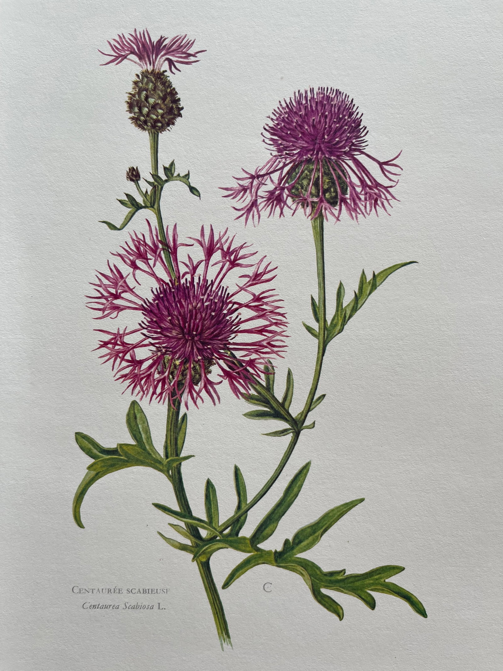 BOTANICAL PRINT: FRENCH TEXT IN VERSO. SIZE: 10.5 X 7.5 INCHES. UNFRAMED. PRINTED IN 1957. SHIPPING IN THE U.S VIA USPS PRIORITY MAIL $16. WE COMBINE SHIPPING.