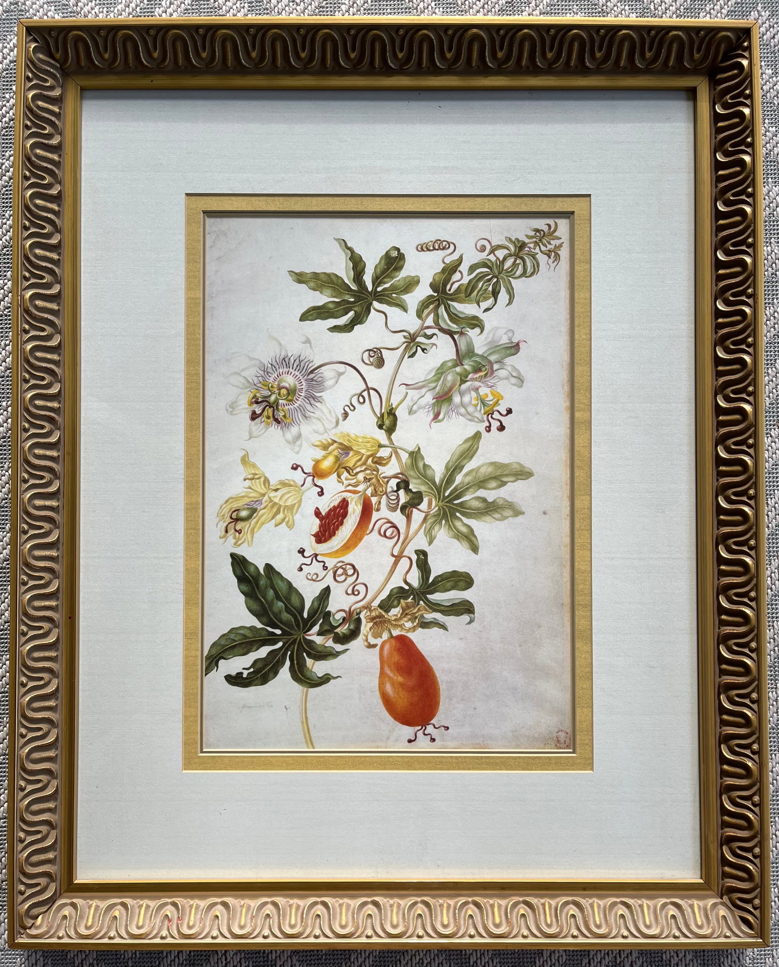 MARIA SIBYLLA MERIAN FRAMED BOTANICAL PRINT (1 of 8)