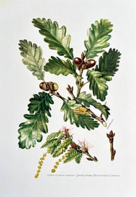 BOTANICAL PRINT