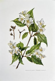 BOTANICAL PRINT