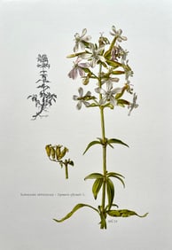 BOTANICAL PRINT