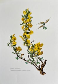 BOTANICAL PRINT