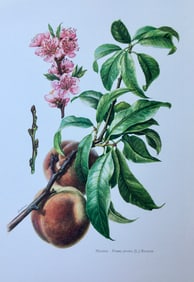 BOTANICAL PRINT