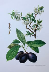 BOTANICAL PRINT