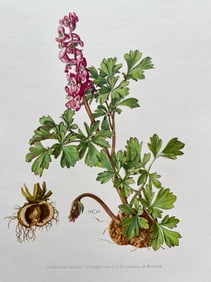 BOTANICAL PRINT