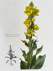 BOTANICAL PRINT