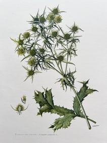 BOTANICAL PRINT