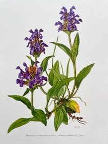 BOTANICAL PRINT