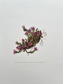 BOTANICAL PRINT