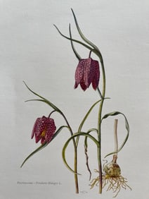 BOTANICAL PRINT