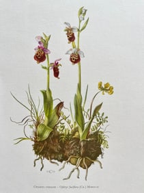 BOTANICAL PRINT