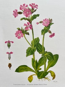 BOTANICAL PRINT