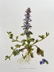 BOTANICAL PRINT