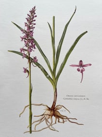 BOTANICAL PRINT