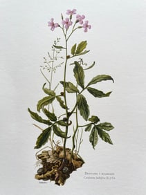 BOTANICAL PRINT