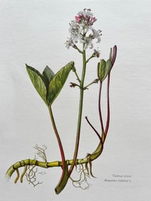 BOTANICAL PRINT