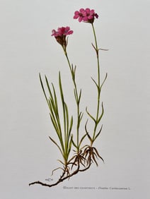 BOTANICAL PRINT