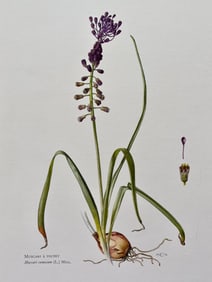 BOTANICAL PRINT