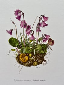 BOTANICAL PRINT