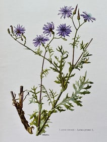 BOTANICAL PRINT