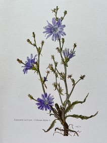 BOTANICAL PRINT