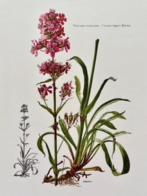 BOTANICAL PRINT