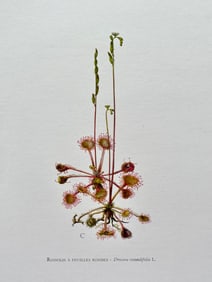 BOTANICAL PRINT