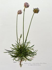 BOTANICAL PRINT