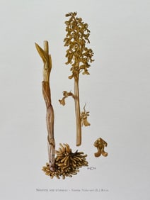BOTANICAL PRINT