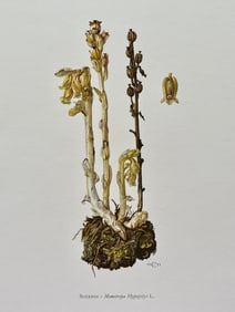 BOTANICAL PRINT