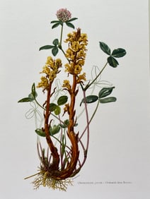 BOTANICAL PRINT