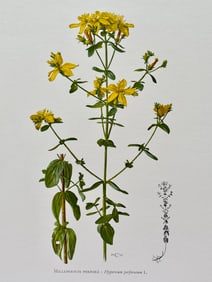 BOTANICAL PRINT