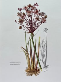 BOTANICAL PRINT
