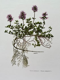 BOTANICAL PRINT