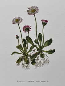 BOTANICAL PRINT