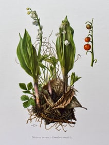 BOTANICAL PRINT