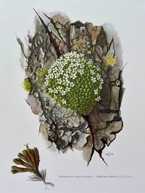 BOTANICAL PRINT