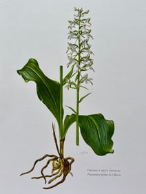 BOTANICAL PRINT