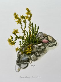 BOTANICAL PRINT