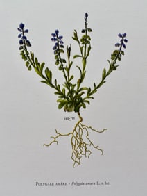 BOTANICAL PRINT