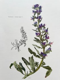 BOTANICAL PRINT